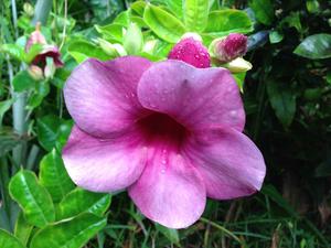 purple trumpet flower photo credit Erika Ginnis inbreath.com